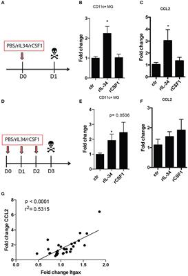 CSF1R Stimulation Promotes Increased Neuroprotection by CD11c+ Microglia in EAE